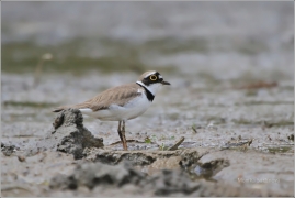 <p>KULÍK ŘÍČNÍ (Charadrius dubius) Šluknovsko - Jiříkov /Little ringed plover - Flussregenpfeifer/</p>
